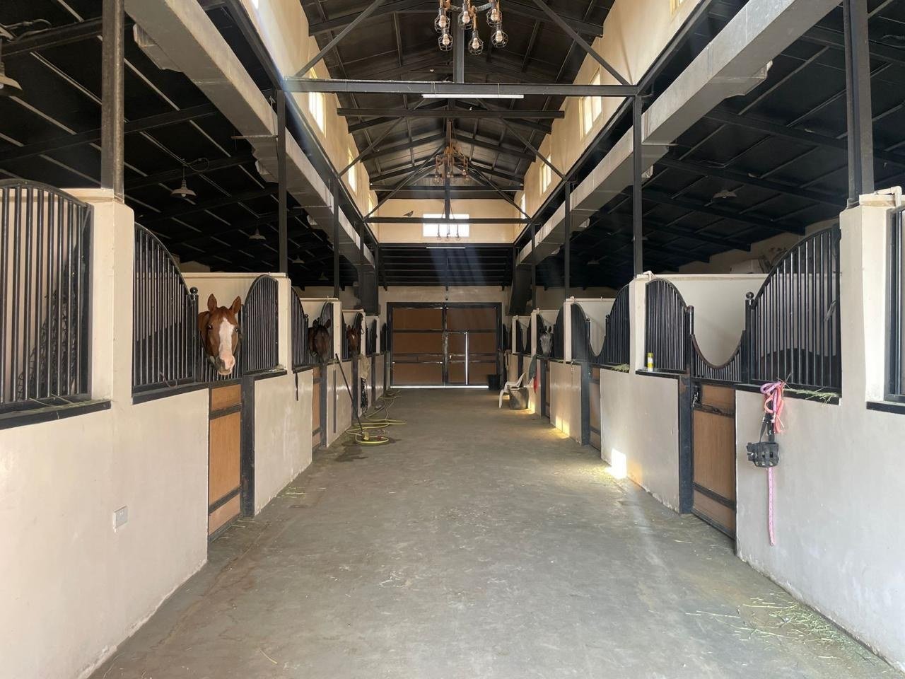 A working stable block with horses on site — box stalls down both sides of a wide aisle, exposed steel trusses overhead and hard light punching through the far doorway.